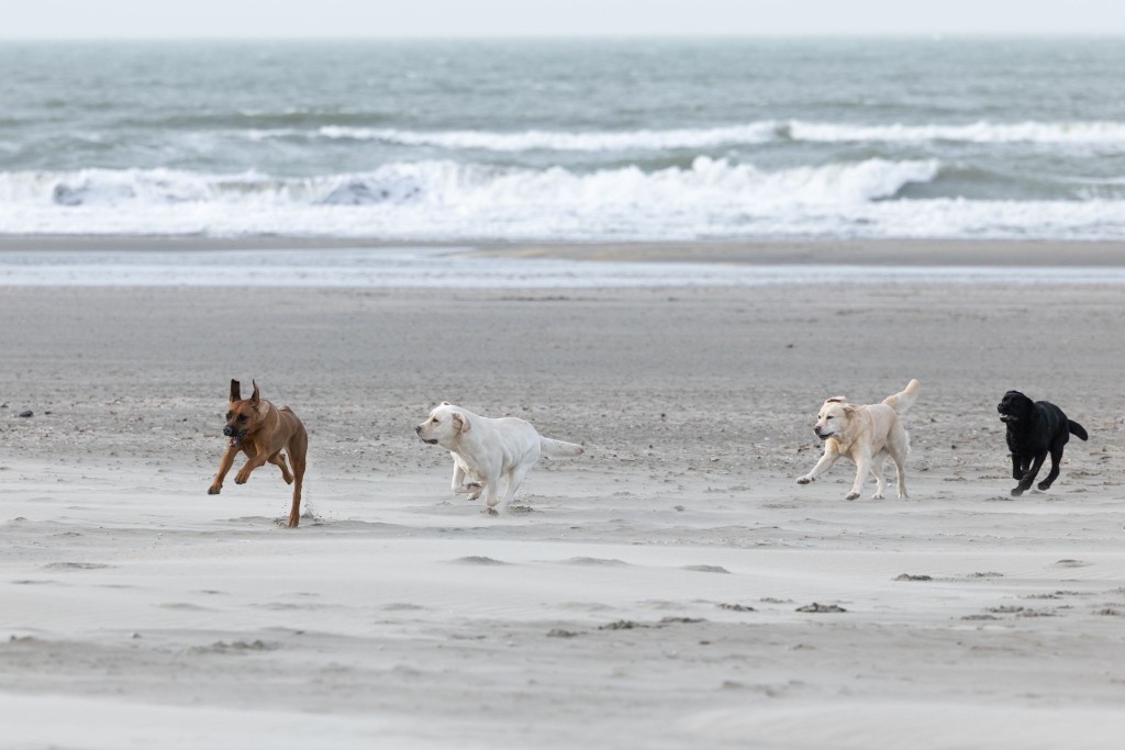 bbde21b6-583c-43ac-aa10-38ce8de19acd